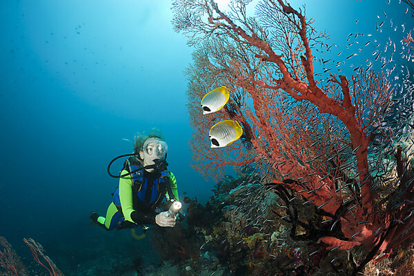 Panda Butterflyfish and Scuba Diver