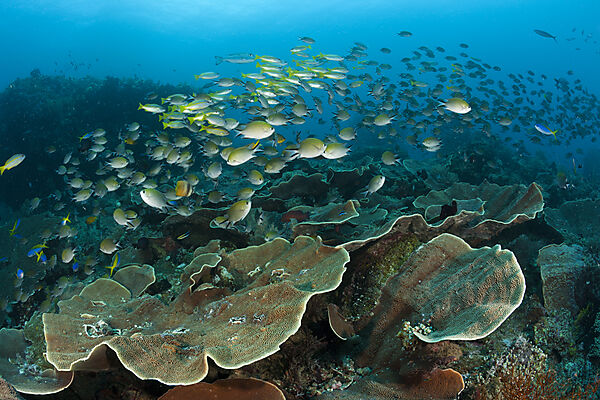 Schwarm Chromis ueber Riff