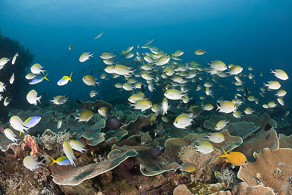 Schwarm Chromis ueber Riff