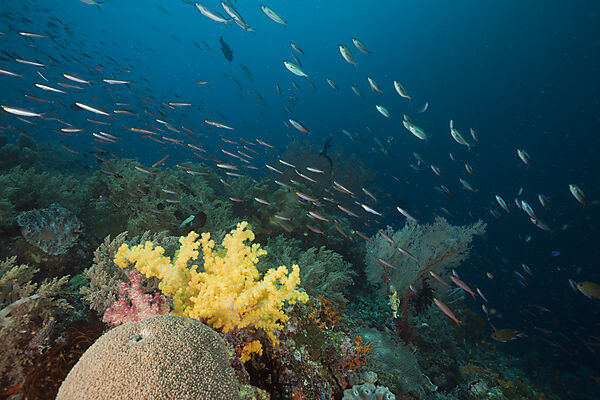 Fusiliers over Coral Reef
