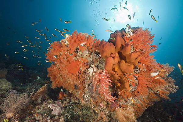 Coral Reef