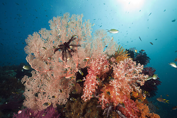Healthy Coral Reef