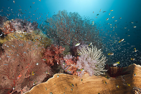 Healthy Coral Reef