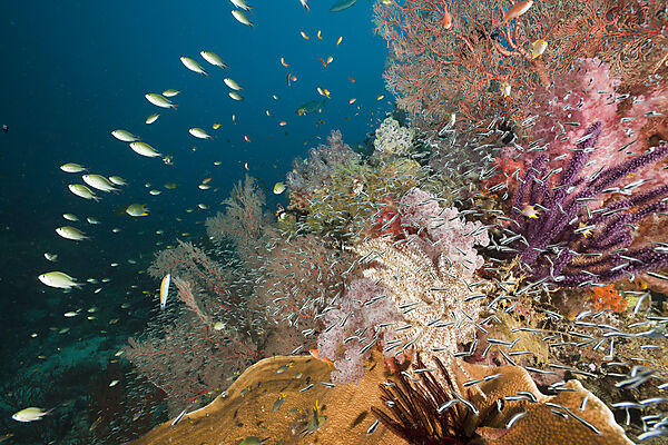 Healthy Coral Reef