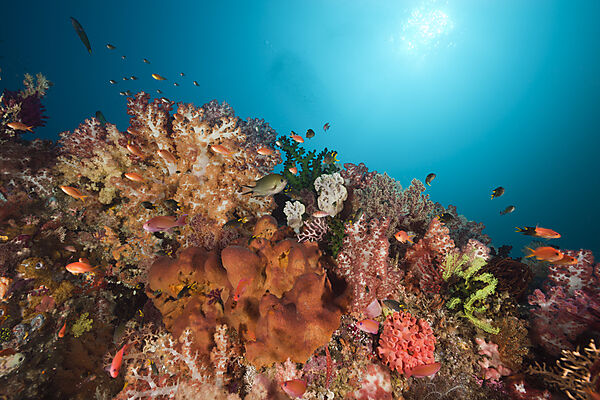 Healthy Coral Reef