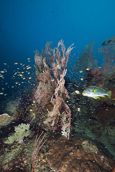 Healthy Coral Reef