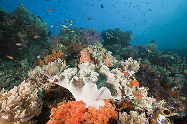 Healthy Coral Reef