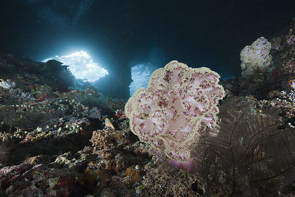 Soft Coral in Grotto