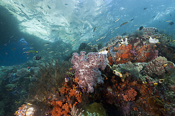 Coral Reef