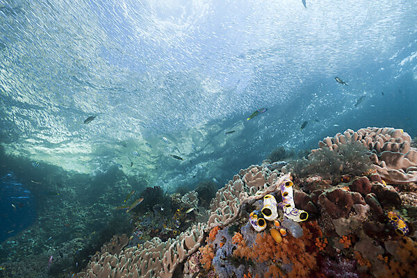 Coral Reef
