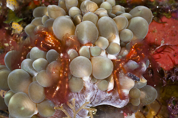 Pair of Oran Utan Crab in Bubble Corals