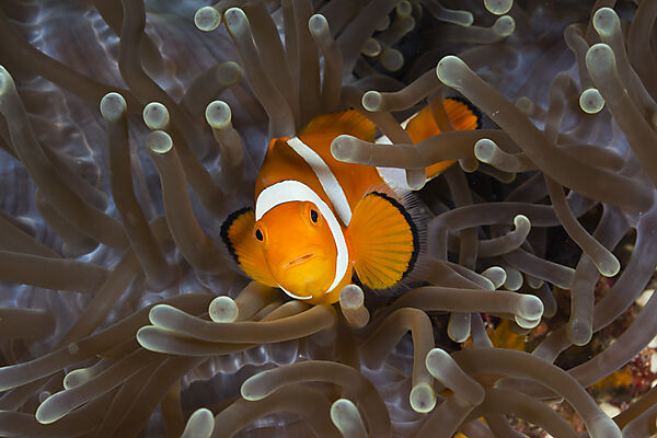 Orange-Ringel-Anemonenfisch