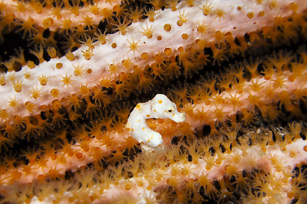 Denise Pygmy Seahorse