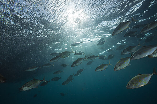Orangespotted Trevally hunting Silversides