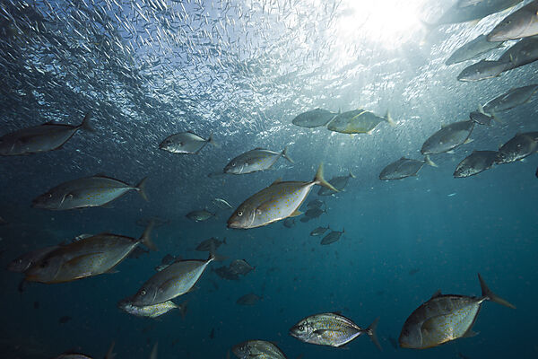Orangespotted Trevally hunting Silversides