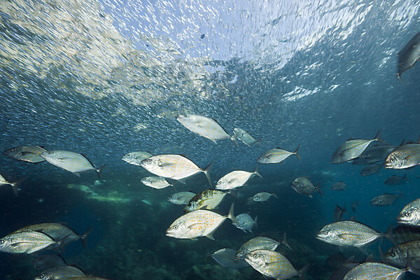 Orangespotted Trevally hunting Silversides