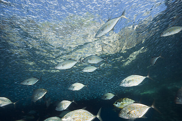 Orangespotted Trevally hunting Silversides