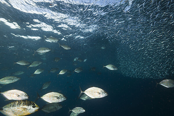 Orangespotted Trevally hunting Silversides