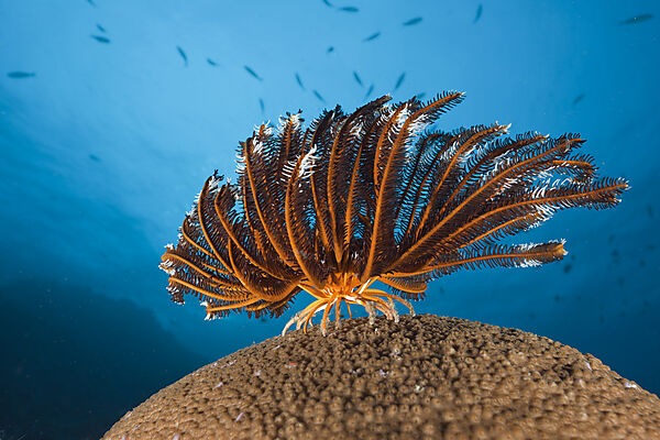Crinoid on Stony Coral