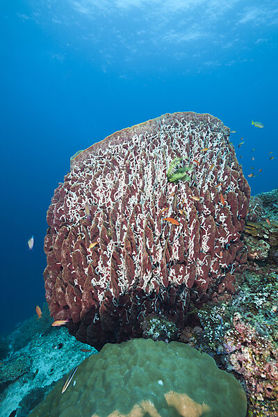 Great Barrel Sponge