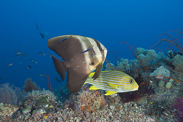 Longfin Batfish and Yellow-ribbon Sweetlips at Cleaning Station