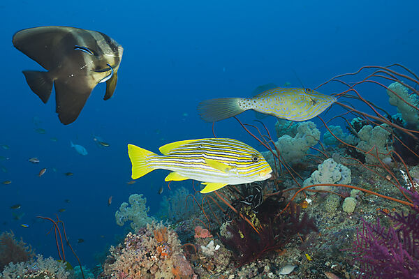 Longfin Batfish and Yellow-ribbon Sweetlips at Cleaning Station