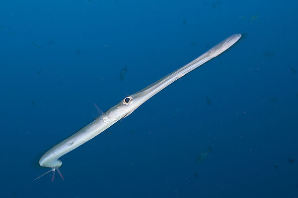 Floetenfisch