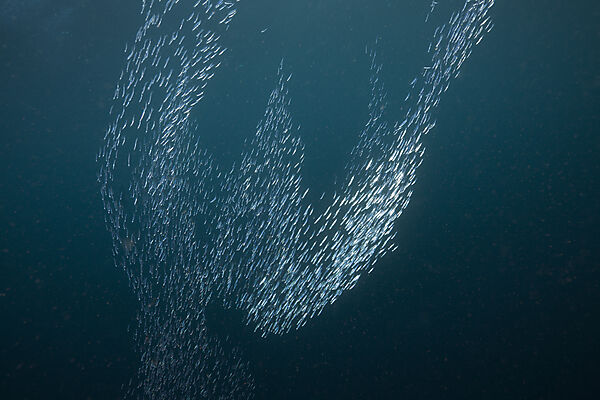 Schwarm Aehrenfische Formation