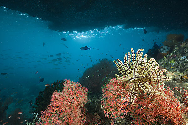 Coral Reef