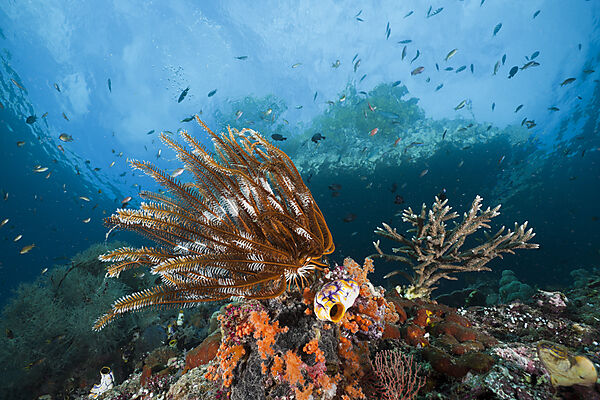 Crinoid in Coral Reef