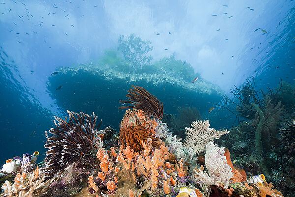 Shallow Coral Reef