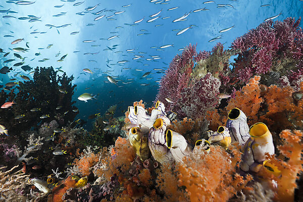 Healthy Coral Reef