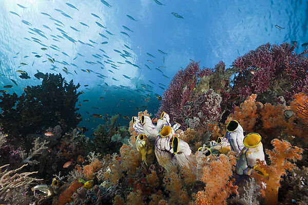 Healthy Coral Reef