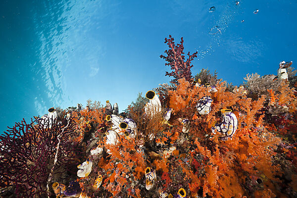Healthy Coral Reef