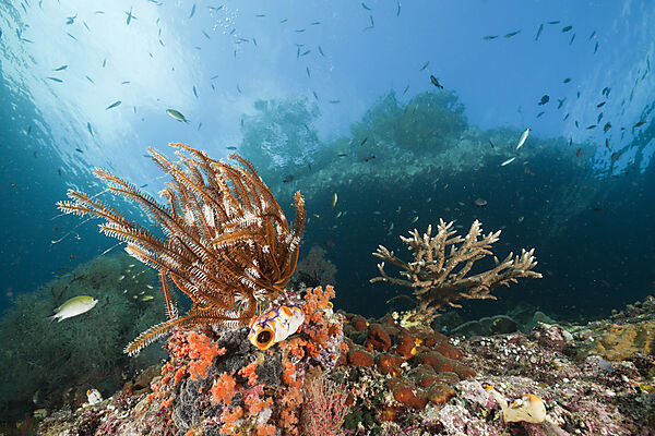 Shallow Coral Reef