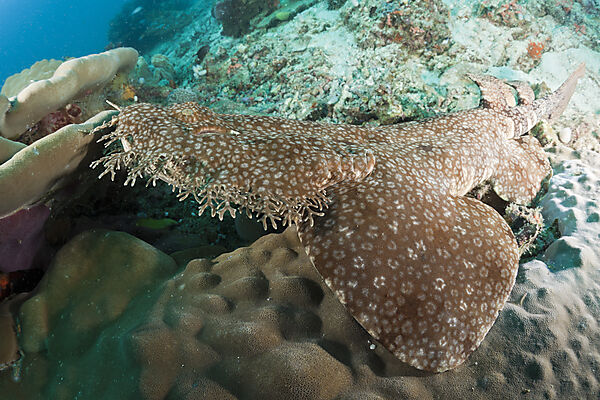 Tasselled Wobbegong, Eucrossorhinchus dasypogon, Raja Ampat, West Papua, Indonesia