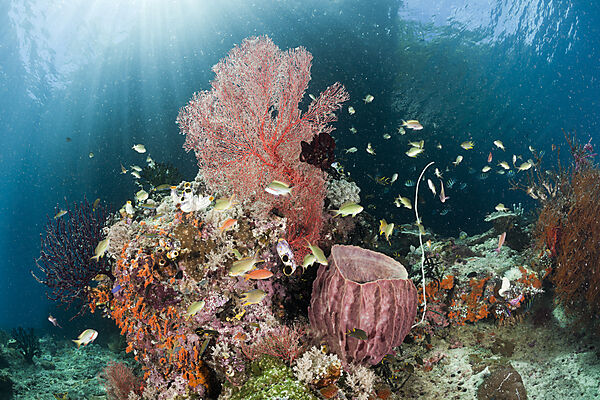 Biodiversitaet Korallenriff