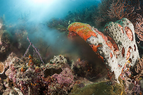 Sponge spawning