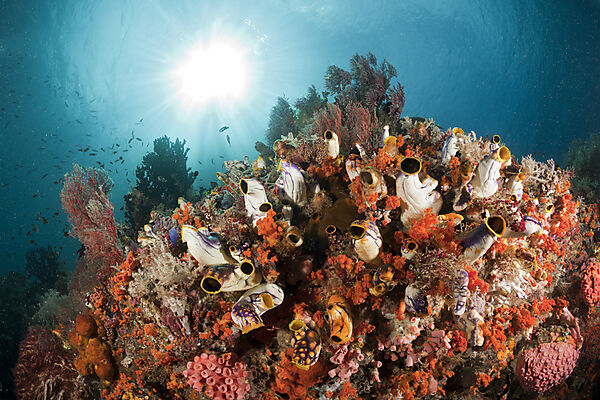Coral Reef with Golden Tunicate