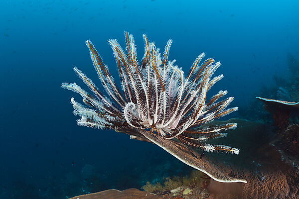 Crinoid at Coral Reef