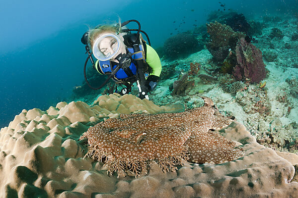 Tasselled Wobbegong and Scuba Diver