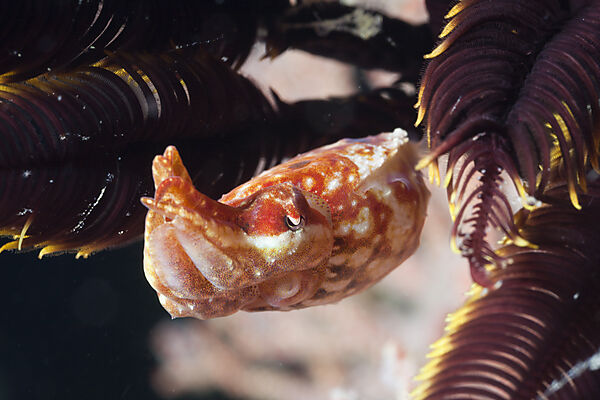 Crinoid Cuttlefish between Crinoid Arms