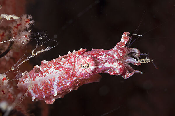 Crinoid Cuttlefish feefing on Shrimp