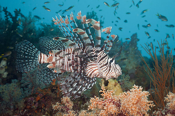 Rotfeuerfisch