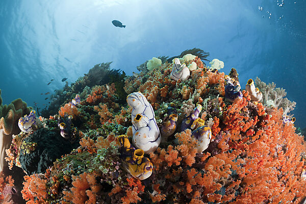 Coral Reef with Golden Tunicate