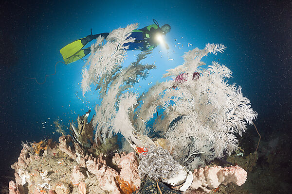 Black Coral and Scuba Diver