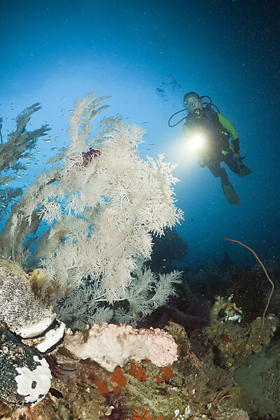 Black Coral and Scuba Diver