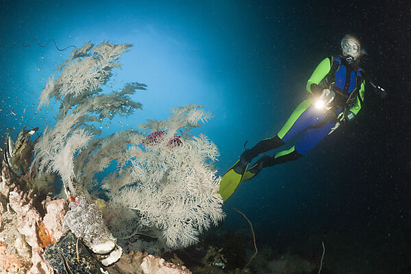 Black Coral and Scuba Diver