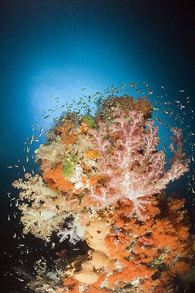 Coloful Corals in Grotto