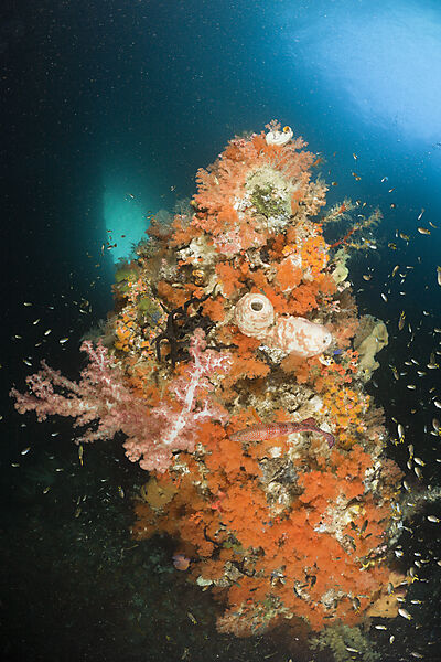 Coloful Corals in Grotto